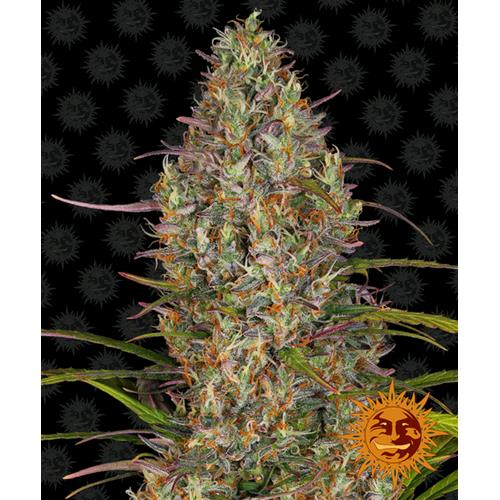 BARNEY'S FARM - GLUE GELATO AUTO - 10 SEMI