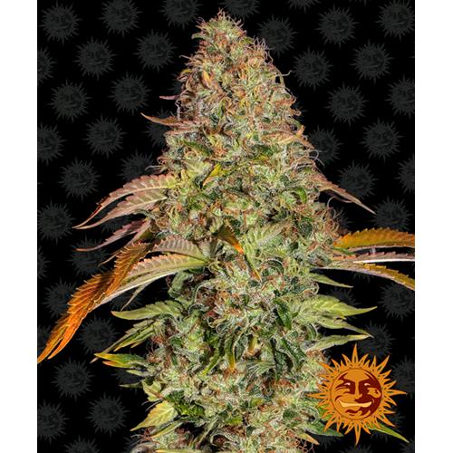 BARNEY'S FARM - ZKITTLEZ OG AUTO AUTOFIORENTE - 1 SEME