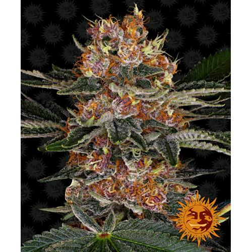 BARNEY'S FARM - TROPICANNA BANANA FEM - 1 SEME