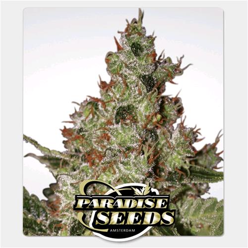 PARADISE SEEDS - ACID FEM - 3 SEMI