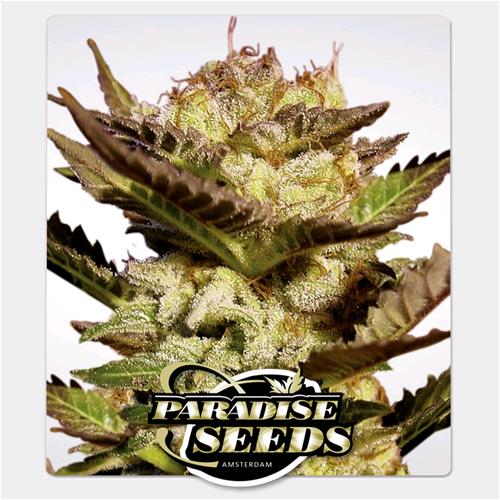 PARADISE SEEDS - DURGA MATA FEM - 5 SEMI