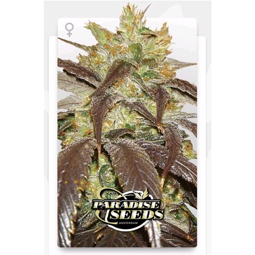 FINO A  ESAURIMENTO SCORTE PARADISE SEEDS - SPOETNIK #1 FEMMINIZZATA - 5 SEMI