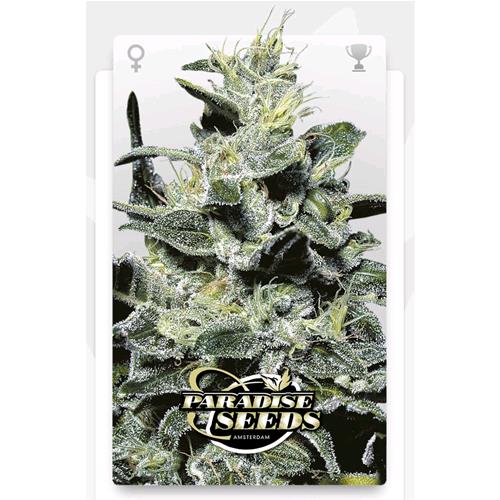 PARADISE SEEDS - NEBULA II CBD  FEM - 5 SEMI