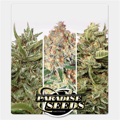 PARADISE SEEDS - AUTO COLLECTION PACK #1