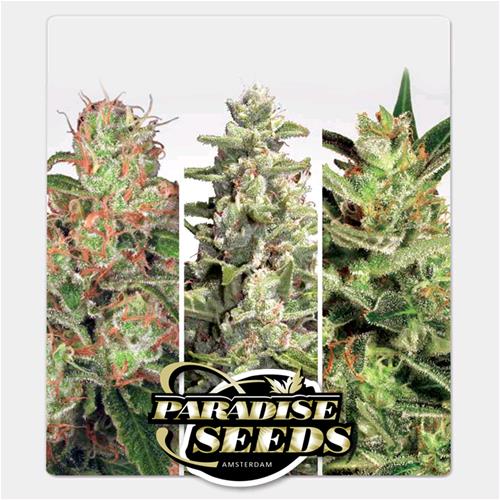 PARADISE SEEDS - AUTO COLLECTION PACK #2
