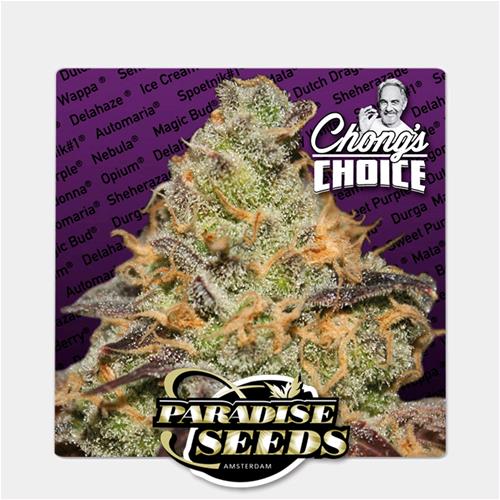 PARADISE SEEDS - BLUE KUSH BERRY  - CHONG'S CHOICE - 10 SEMI