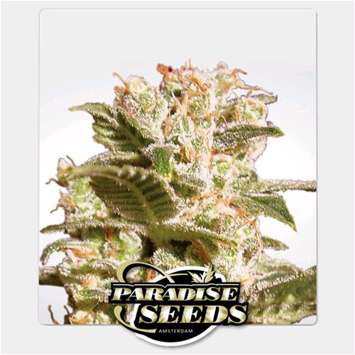 PARADISE SEEDS - BELLADONNA FEM - 5 SEMI