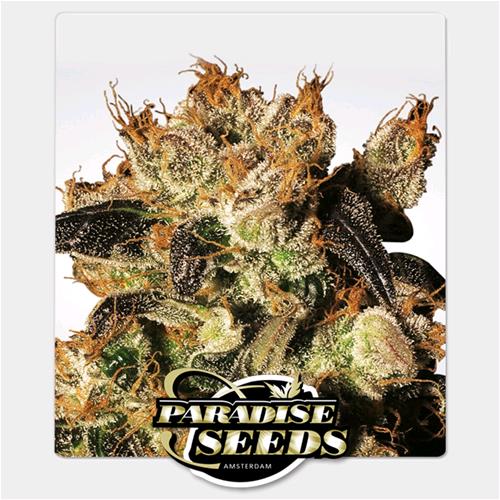 PARADISE SEEDS - WHITE BERRY  FEM - 3 SEMI
