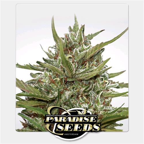PARADISE SEEDS - AUTO WHITE BERRY - 10 SEMI