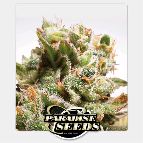 PARADISE SEEDS - DUTCH DRAGON FEM - 3 SEMI