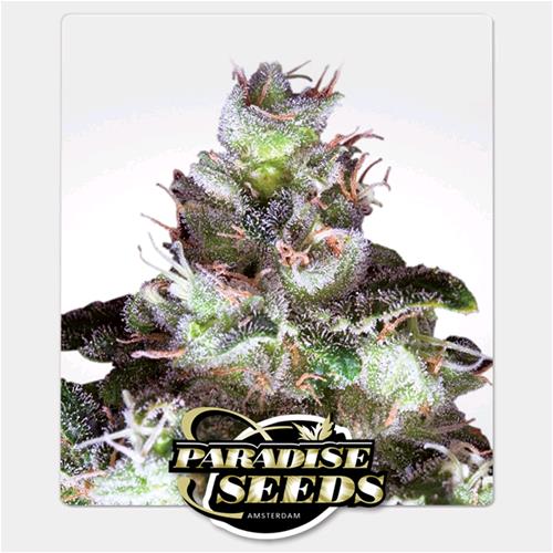 PARADISE SEEDS - ORIGINAL WHITE WIDOW (IBL) - 3 SEMI