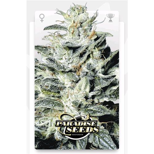 PARADISE SEEDS - SENSI STAR FEM - 5 SEMI