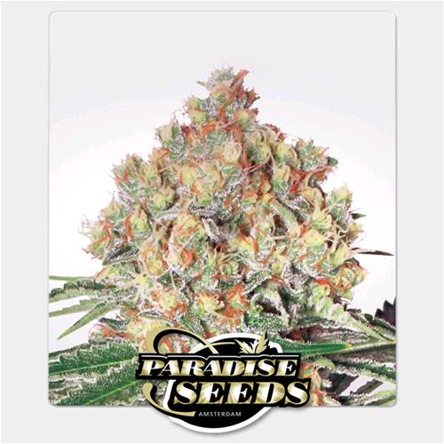 PARADISE SEEDS - AUTO WAPPA - 1 SEME