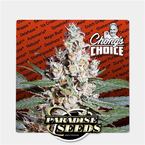 PARADISE SEEDS - L.A. AMNESIA  - CHONG'S CHOICE - 50 SEMI
