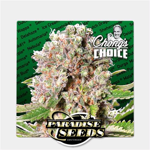 PARADISE SEEDS - MENDOCINO SKUNK  - CHONG'S CHOICE 3 SEMI