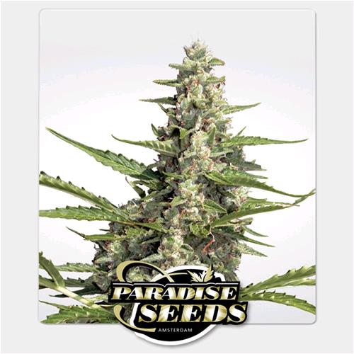 PARADISE SEEDS - PANDORA AUTO - 50 SEMI