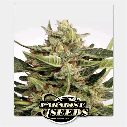 PARADISE SEEDS - VERTIGO AUTO - BULK 500 SEMI