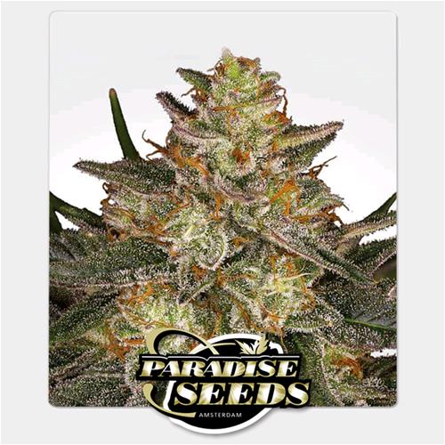 PARADISE SEEDS - DUTCH KUSH FEM - 3 SEMI