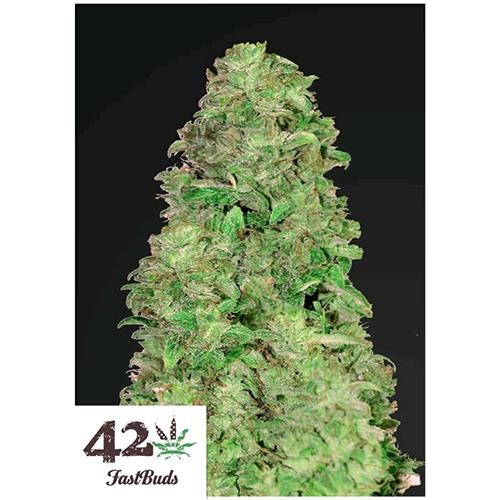 FAST BUDS - CBD AUTO 20:1 - 5 SEMI