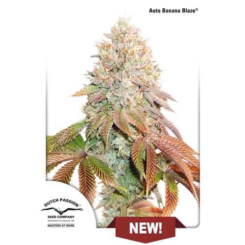 DUTCH PASSION - BANANA BLAZE AUTO - 7 SEMI