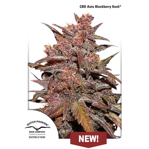 DUTCH PASSION - CBD BLACKBERRY KUSH AUTO - 1 SEME