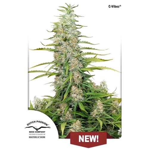 FINO ESAURIMENTO SCORTEDUTCH PASSION - C-VIBEZ  FEM - 5 SEMI
