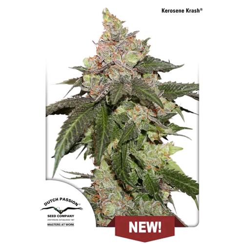DUTCH PASSION - KEROSENE KRASH FEM - 5 SEMI