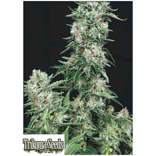 TRIKOMA SEEDS - AMERICAN COOKIES FEM - 5 SEMI