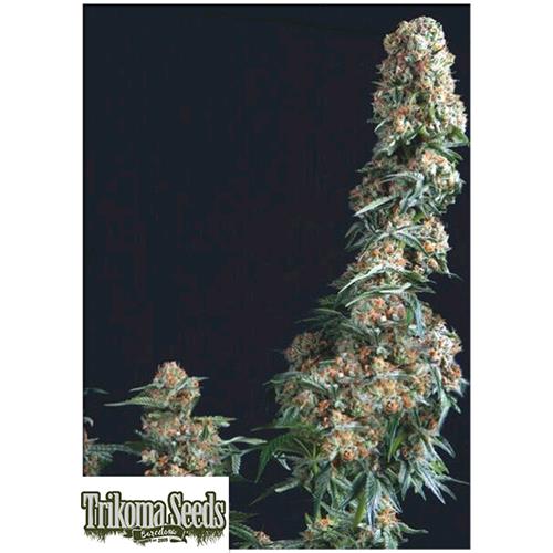 TRIKOMA SEEDS - GORILLA FEM - 5 SEMI