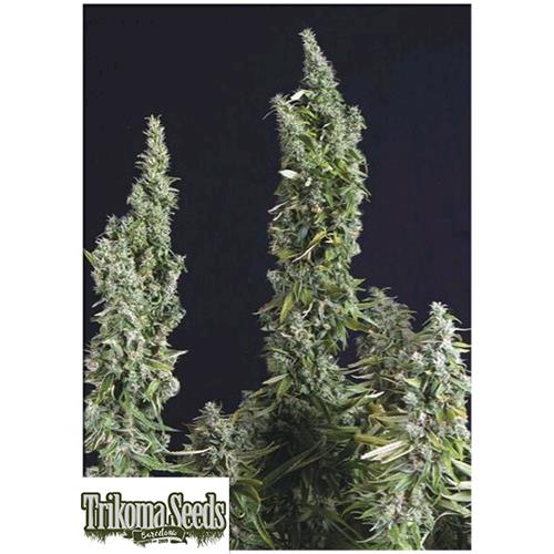 TRIKOMA SEEDS - NICOLE OG KUSH FEM - 5 SEMI