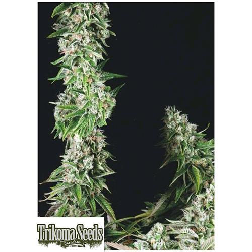 TRIKOMA SEEDS - OG DOUBLE KUSH FEM - 5 SEMI