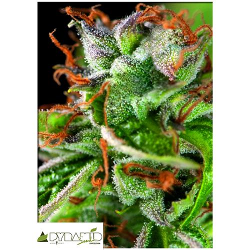 PYRAMID SEEDS - DOUBLE OG HAZE - 5+2 FREE