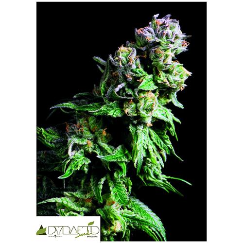 PYRAMID SEEDS - PURPLE URKLE - 5+2 FREE