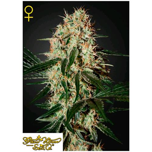 GREEN HOUSE - ARJAN'S HAZE#3 FEM - 5 SEMI