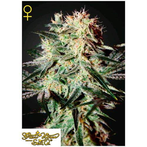 GREEN HOUSE - ARJAN'S STRAWBERRY HAZE FEM - 5 SEMI