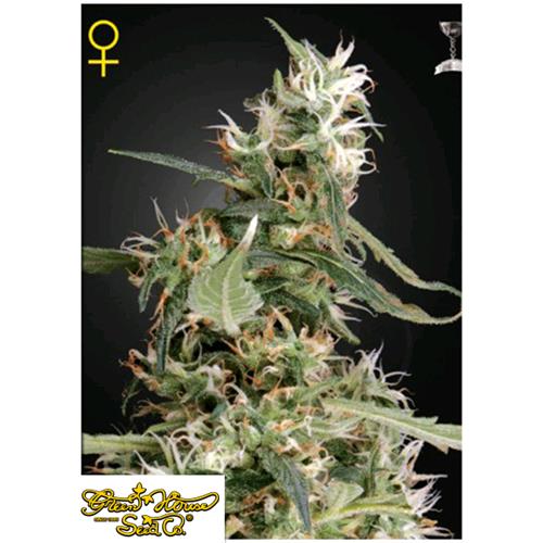 GREEN HOUSE - ARJAN'S ULTRA HAZE #1 FEM - 3 SEMI