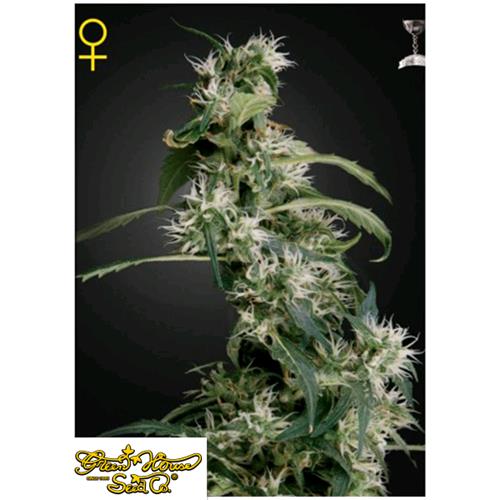 GREEN HOUSE - ARJAN'S ULTRA HAZE #2 FEM - 3 SEMI
