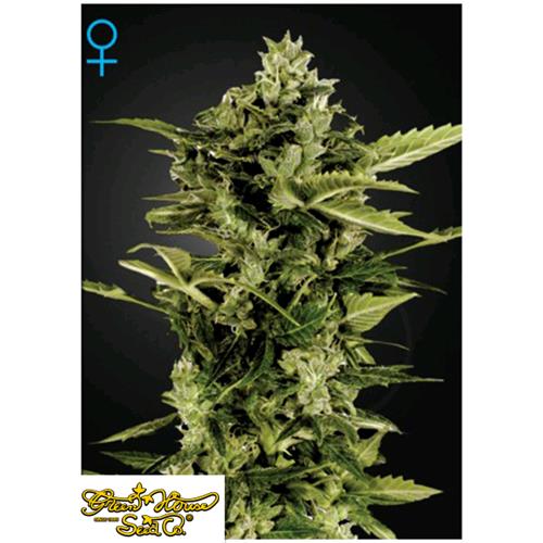 GREEN HOUSE - AUTO-BOMB AUTO - 5 SEMI