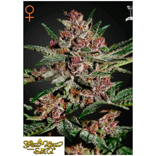 GREEN HOUSE - BUBBA KUSH FEM - 1 SEME
