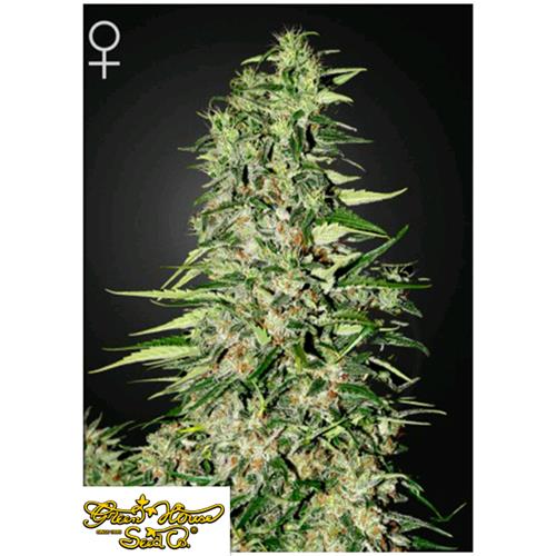 GREEN HOUSE - DIAMOND GIRL 5 SEMI
