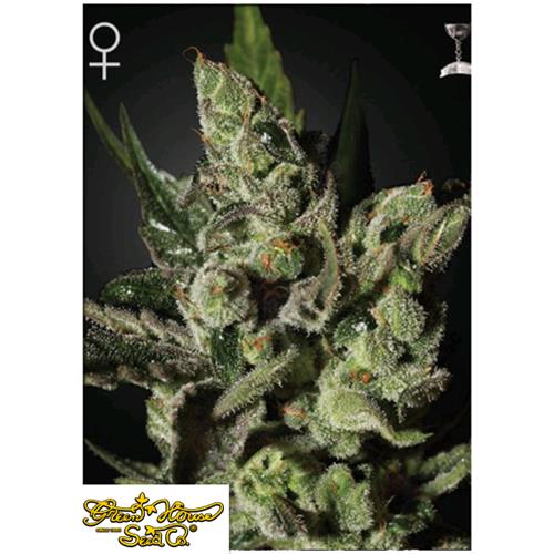 GREEN HOUSE - EXODUS CHEESE FEM - 3 SEMI