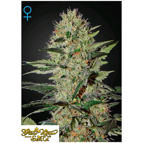 GREEN HOUSE - EXODUS CHEESE AUTO - 5 SEMI