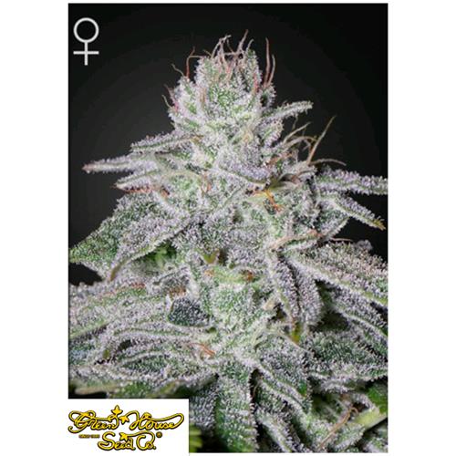 GREEN HOUSE - FRANCO'S LEMON CHEESE FEM - 10 SEMI