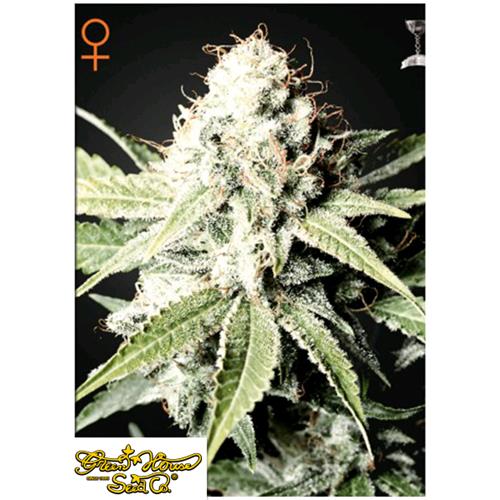 GREEN HOUSE - GREAT WHITE SHARK FEM - 5 SEMI