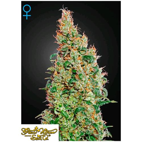 GREEN HOUSE - GREEN-O-MATIC - 5 SEMI