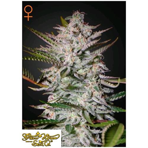 GREEN HOUSE - HOLY PUNCH - 3 SEMI