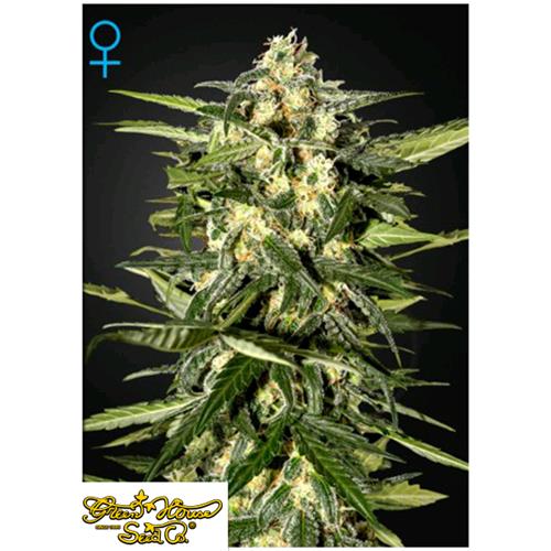 GREEN HOUSE - JACK HERER AUTO - 1 SEME