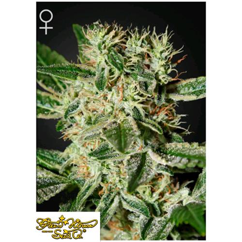 GREEN HOUSE - LADYBURN 1974 - 3 SEMI