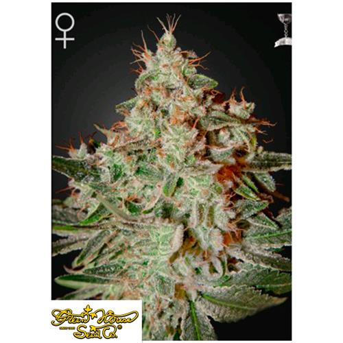 GREEN HOUSE - LEMON SKUNK - 10 SEMI