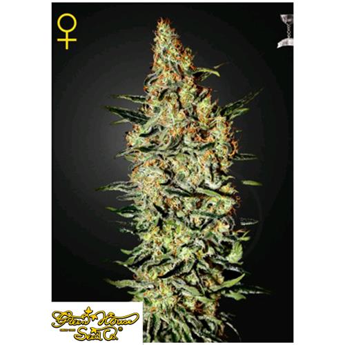 GREEN HOUSE - NEVILLE'S HAZE - 3 SEMI